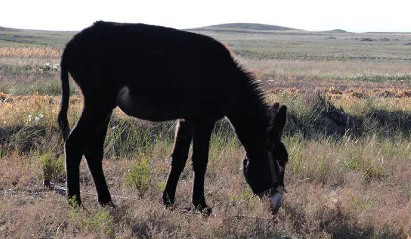 原创山东男童救下野驴1年后少年下落不明野驴报恩为老母亲沉冤昭雪