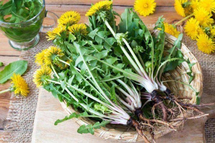 原创中药又立功蒲公英可杀死98癌细胞消结节真相如何