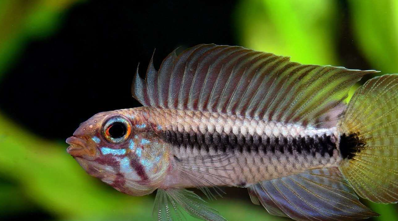 尾鳍_珍宝_公鱼