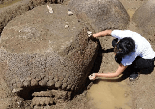 20幅罕见生物照片:章鱼长着透明脑袋,巴西工地挖出400公斤巨蟒_化石