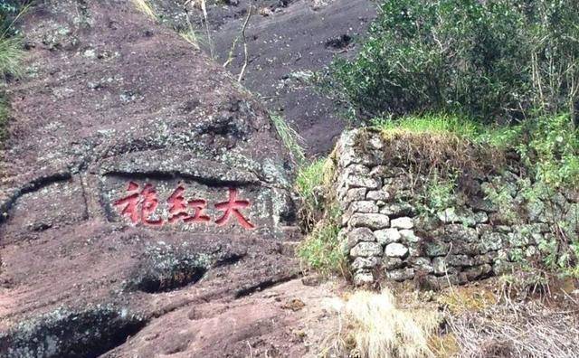 中國最奇特的2棵樹1棵在武夷山1棵在黃山你聽過嗎