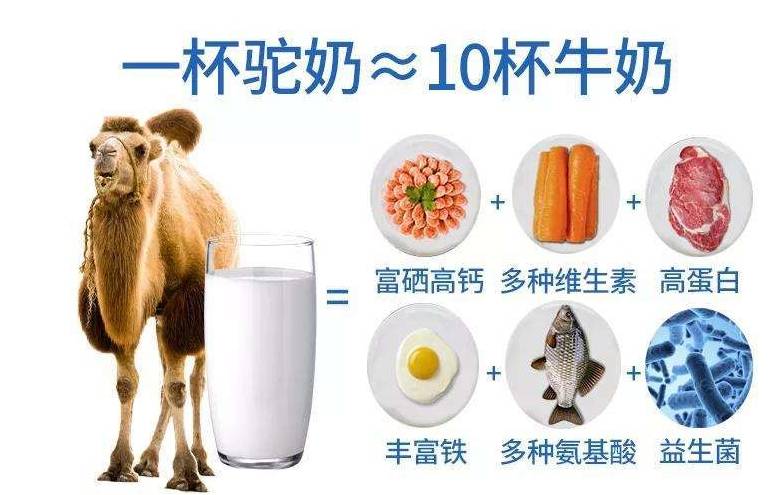 正宗驼奶是哪个厂家探寻沙漠之宝品味纯正之源