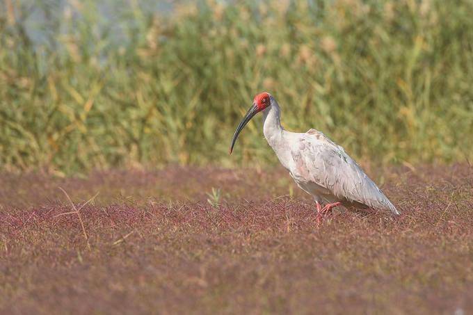 原创江西男子捕杀国宝朱鹮给母亲煲汤治病当地回应警方已介入