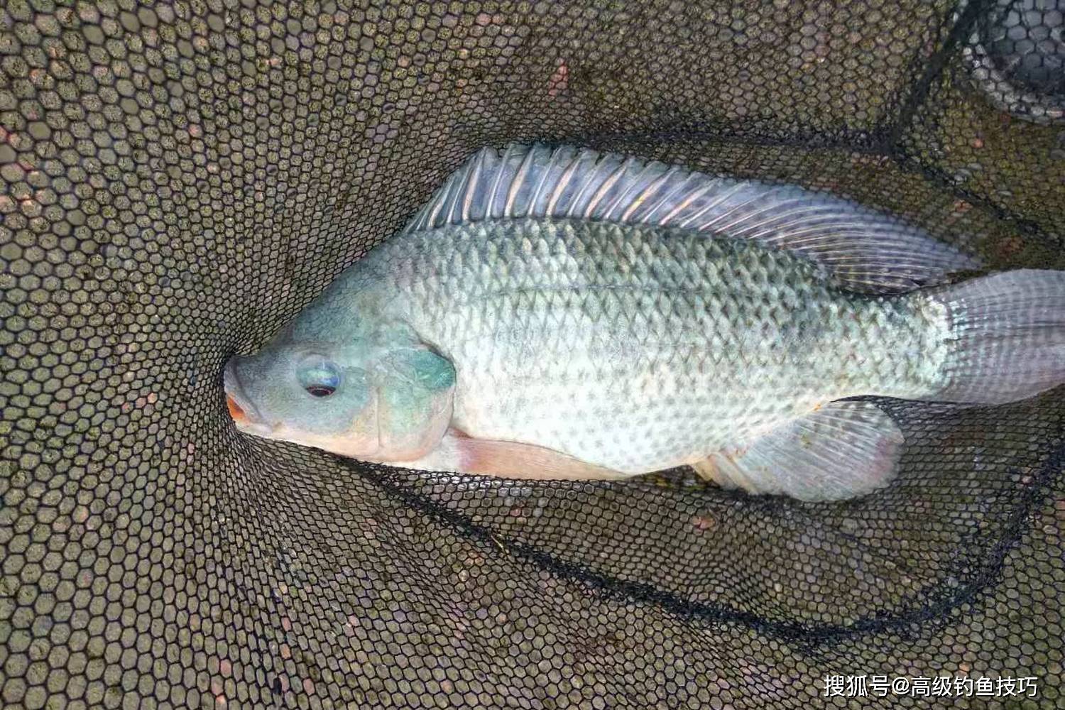 原创春季钓轻口罗非鱼的4个要领提高中鱼率