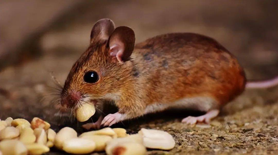 生物多样性指的是一个生态系统中各种生物种类的多样性和丰富度.