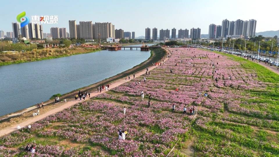 惠州这个地方格桑花开快来邂逅幸福花海
