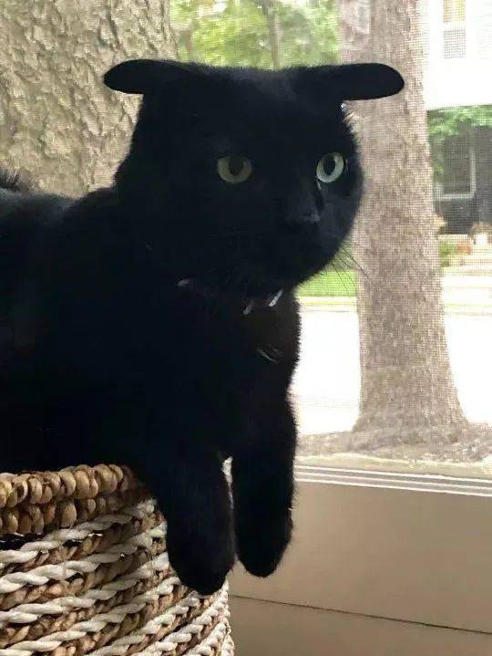 小黑猫天生飞机耳被其他猫猫误以为要打架主人它猫缘不太好
