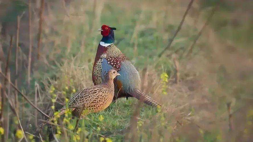 农村动物稀少野鸡却猖獗揭秘原因让你恍然大悟