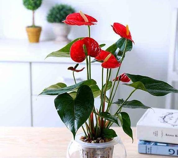 红掌"水培"养出花,丢在水里长势欢,越浇越爆盆!_花花_网友_根部