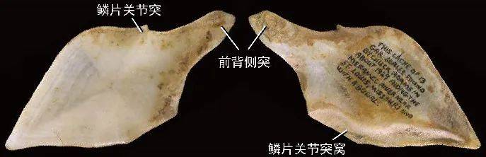 能做盔甲的鱼鳞最早出现在哪条鱼身上