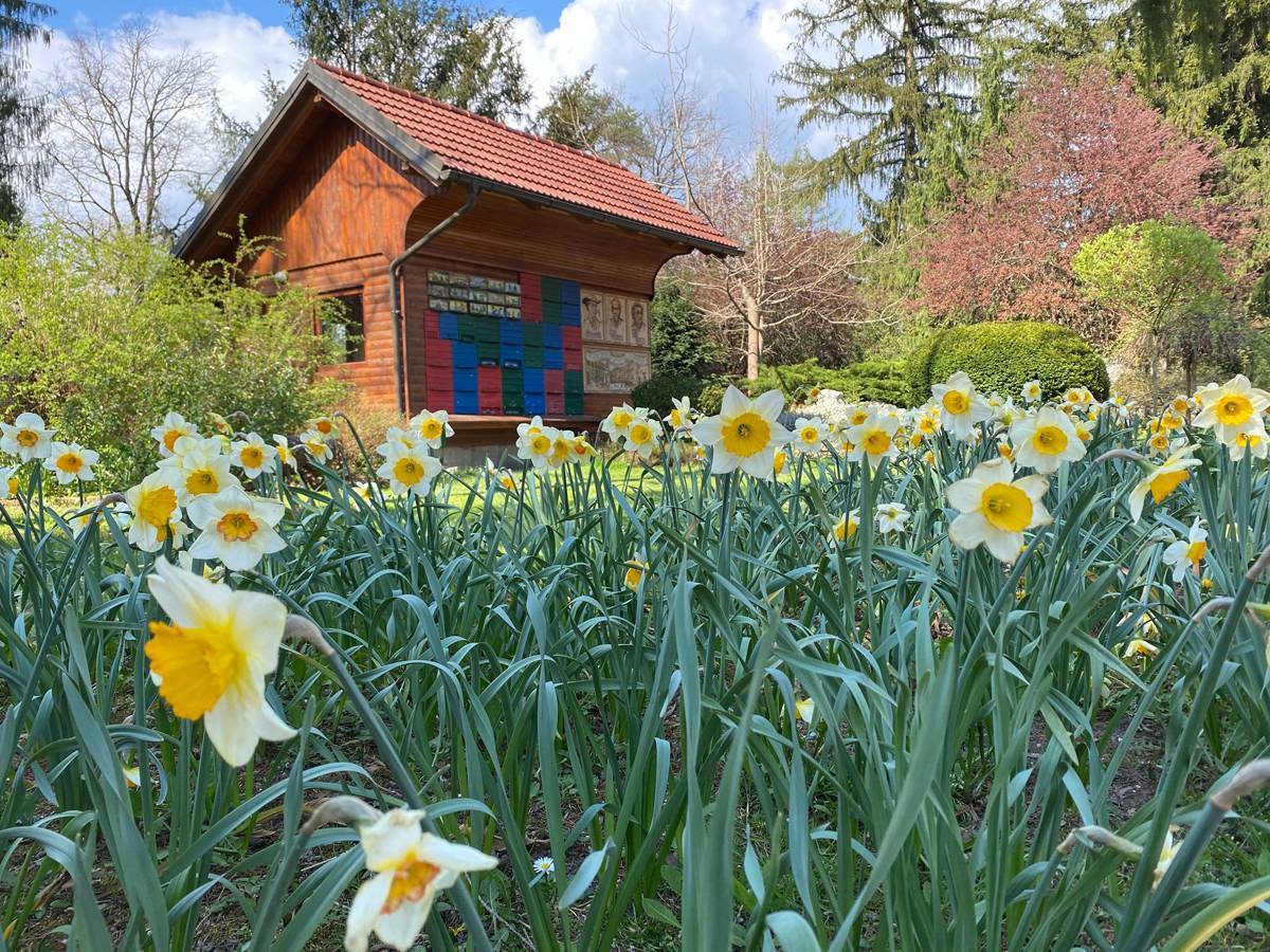 的花海_植物园_garden
