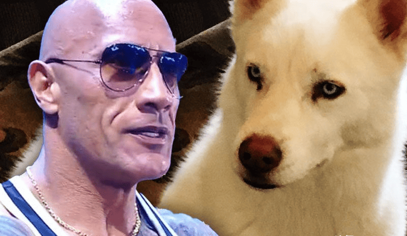 原创巨石强森自食恶果科迪罗兹全家回应辱骂言论宠物狗霸气宣战