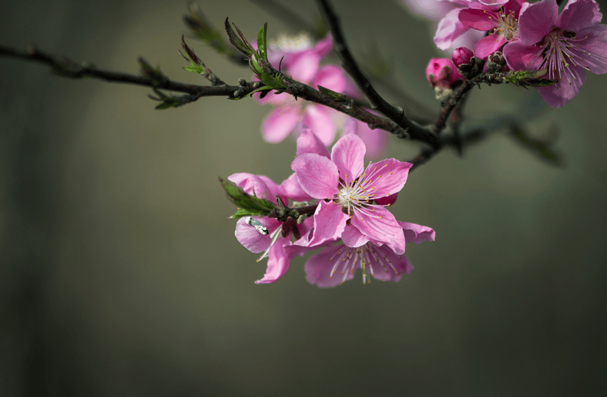 诗词鉴赏 桃花灼灼斗春芳