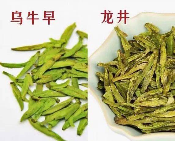 龙井茶和乌牛早如何区分