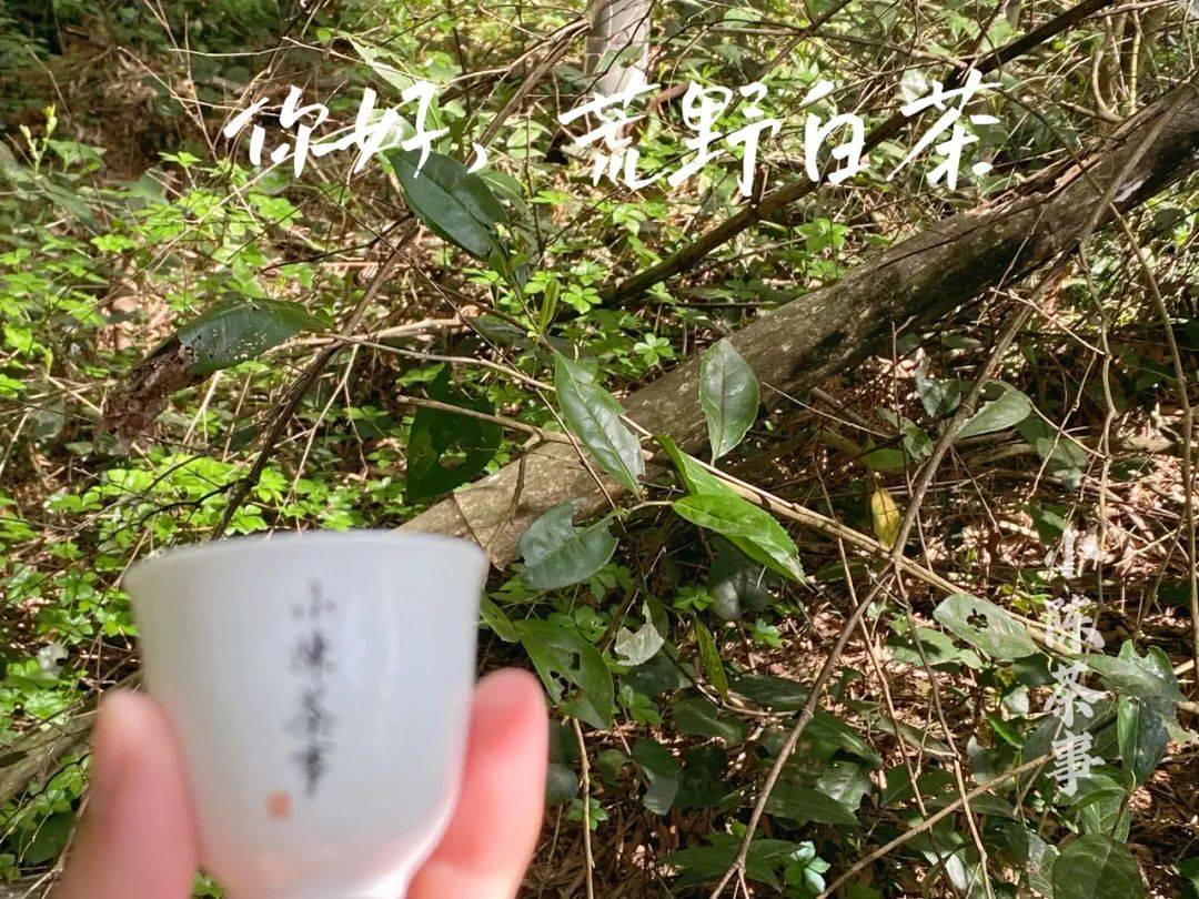 十家卖荒野茶的,九家都是假货!荒野白茶为什么这么多"坑"?_新手_扫把_