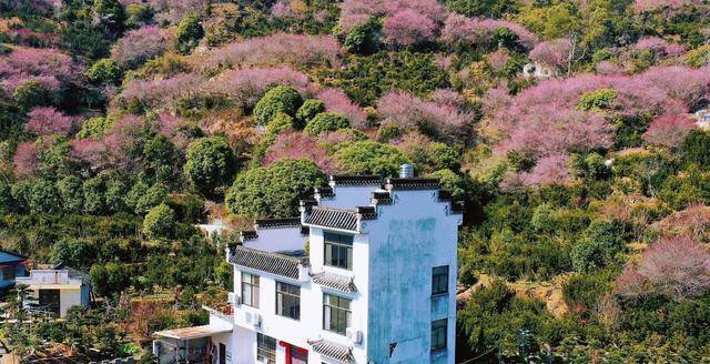 黄山梅花村图片