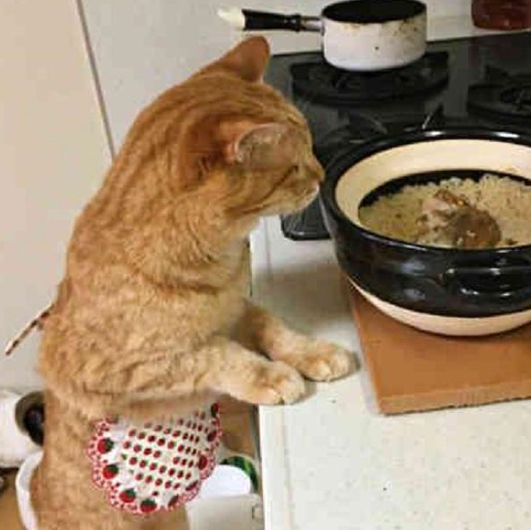 网友:想偷_猫咪_小奶_大神