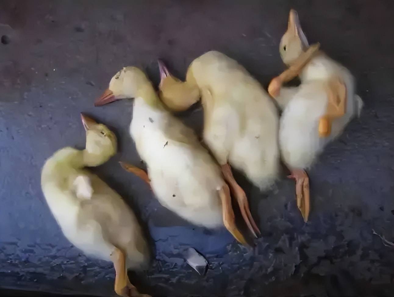 鸭子浆膜炎用什么药物?怎样治疗鸭浆膜炎?这样治疗效果很好