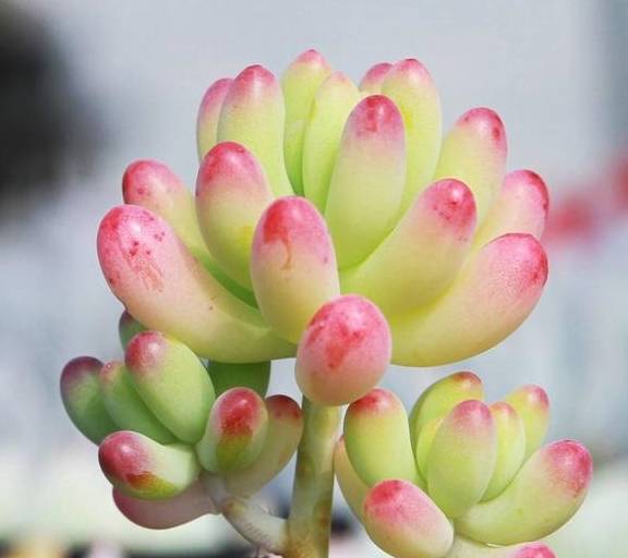 多肉造型全无,变成"丑八怪"!那就现在剪一刀,半个月就有新芽_进行_处