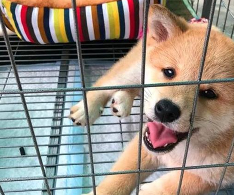 原创小哥为啥我家柴犬怎么吃都不胖专家这三个原因导致