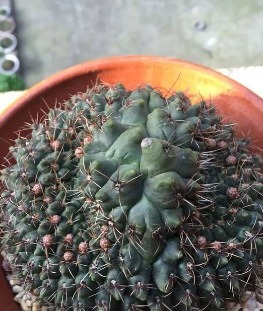 2种仙人掌"爱开花",花一开一大片,比蟹爪兰还要好看!_仙人球_时候_植