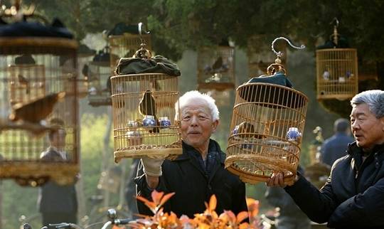 原创画眉鸟的笼衣怎么用