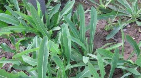 "曲曲菜"浑身都是宝,能遇到,就算有福气_野菜_时候_叶子