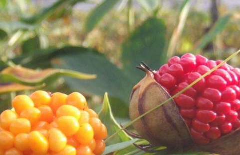 遍地都是的重楼,曾经无人问津,现一斤500成稀罕货_一枝花_功效_价格