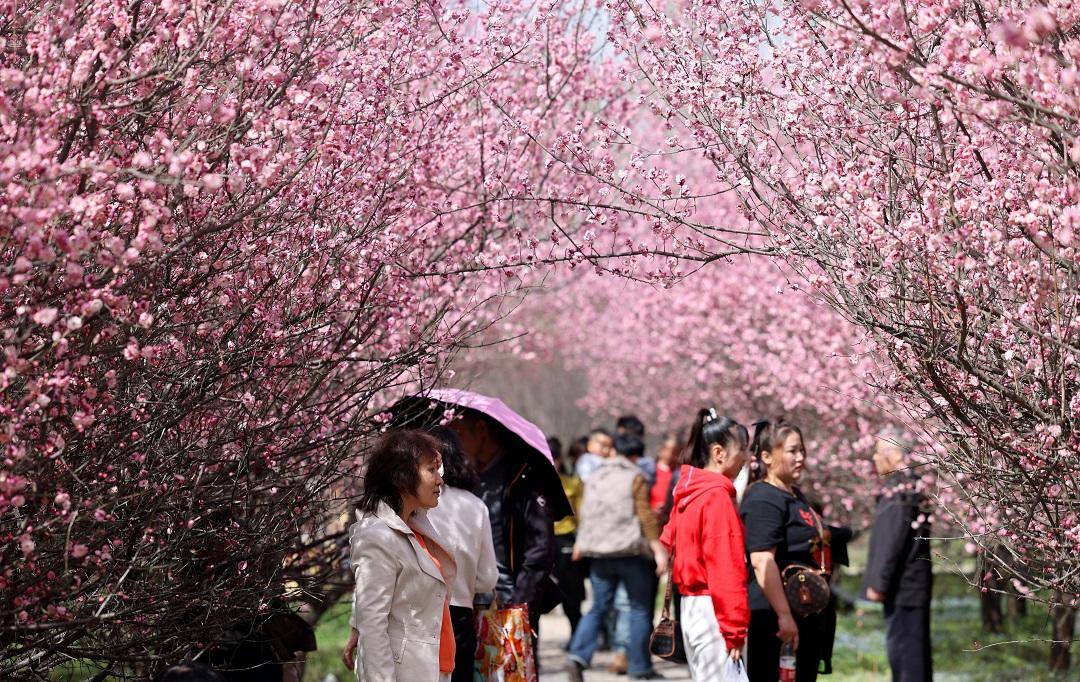 春至古城西安 赏梅正当时_梅花花_雷伟东_市民