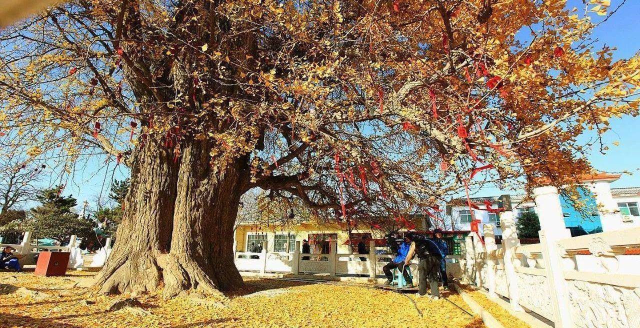 山东临沂这个县城,被誉为"天下银杏第一乡",交通便利游客众多_郯城_官