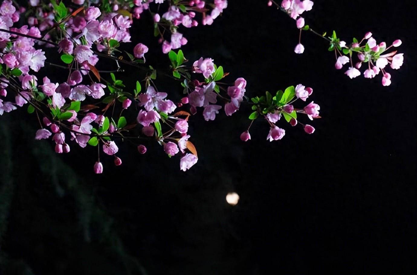 原创春宵一刻值千金十首春夜诗词在春夜里邂逅最美的春夜诗词