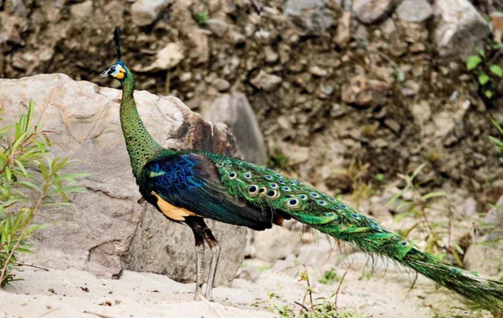 原创2020年全国不足500只的绿孔雀逼停云南玉溪价值39亿水电项目