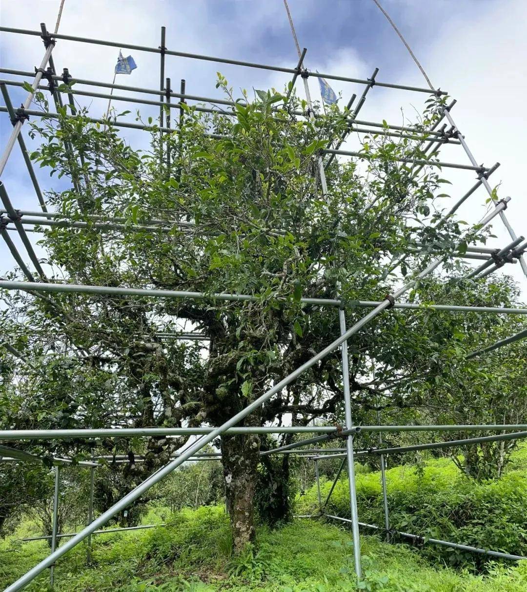 版纳之巅云海之上勐宋滑竹梁子