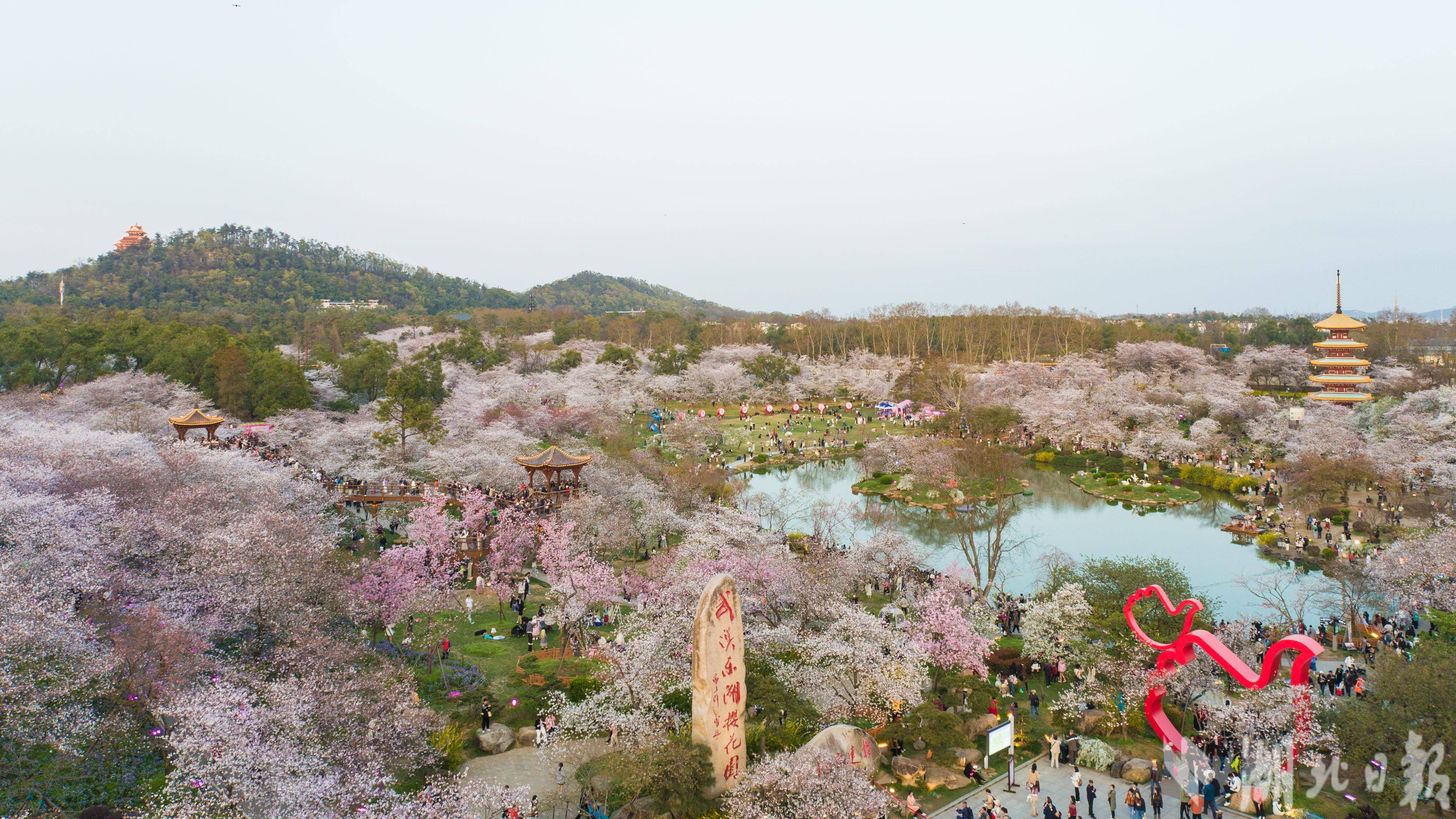 武汉东湖樱花园樱花盛开,风光天成一线城市游人如织