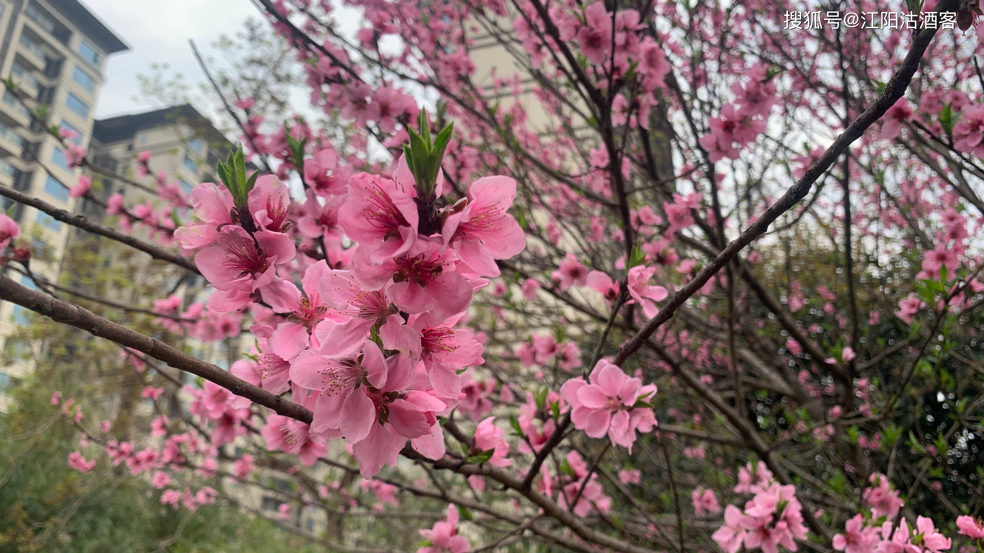 又到桃花季