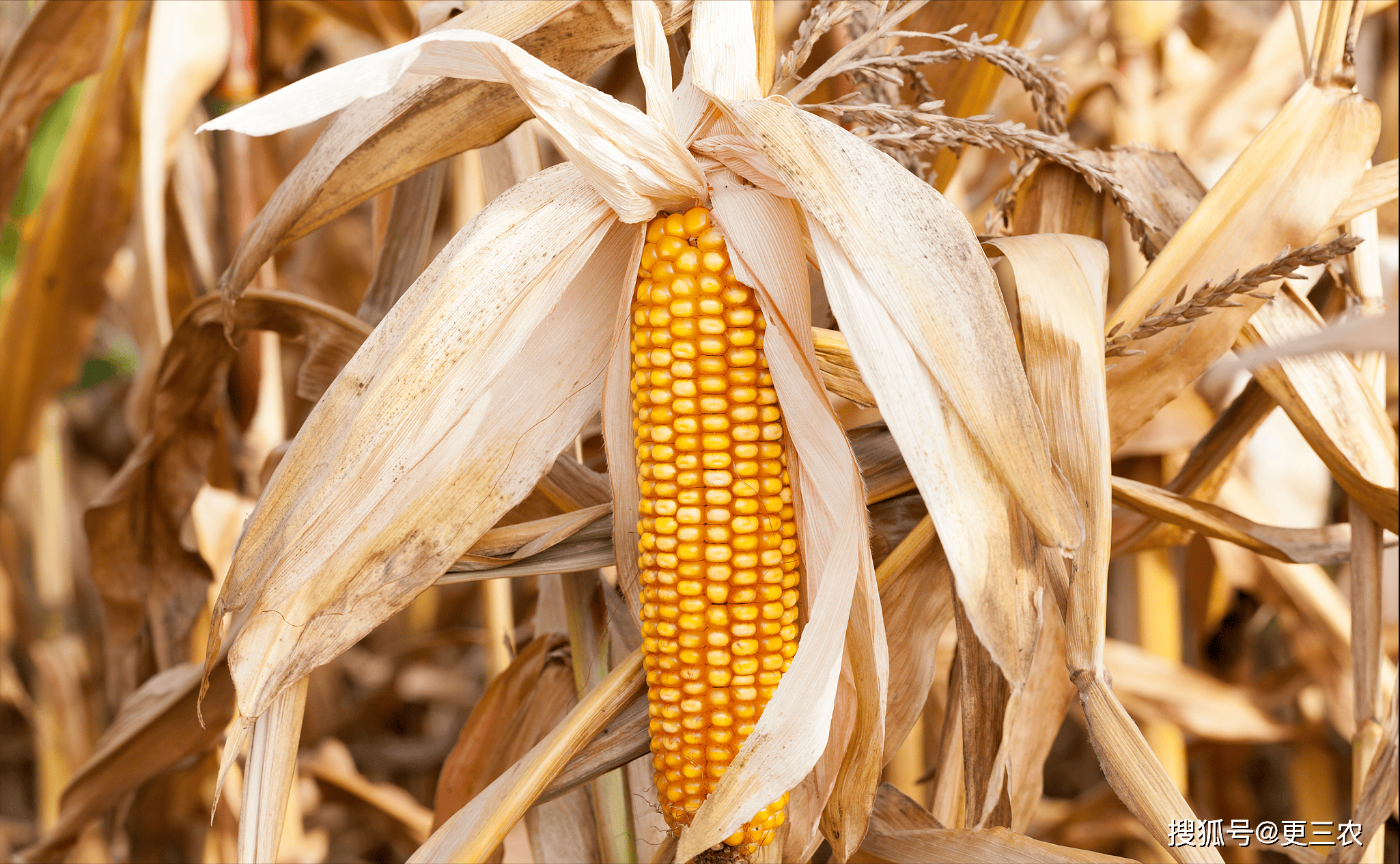 原创一夜上量破千玉米价格大变携手下跌3月22日玉米报价