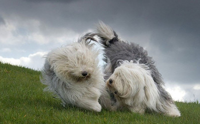 原创温柔聪明的古代牧羊犬为什么几乎没人养以下4个问题很难解决