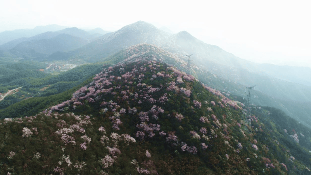 咸宁发布春季赏樱指数