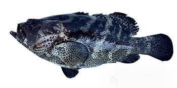 24种石斑鱼简介附带高清大图有心人已经收藏了