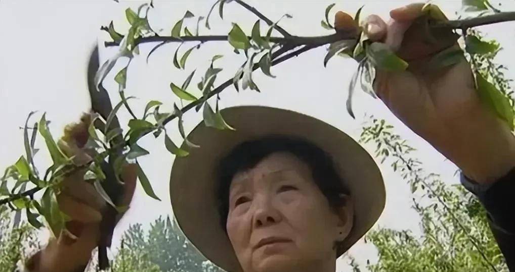 18年,出狱扫公厕,一封遗书造就女版褚时健,身家过亿_吴胜明_于萍_上海