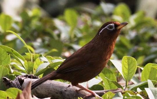 画眉鸟怎么进行壮膘