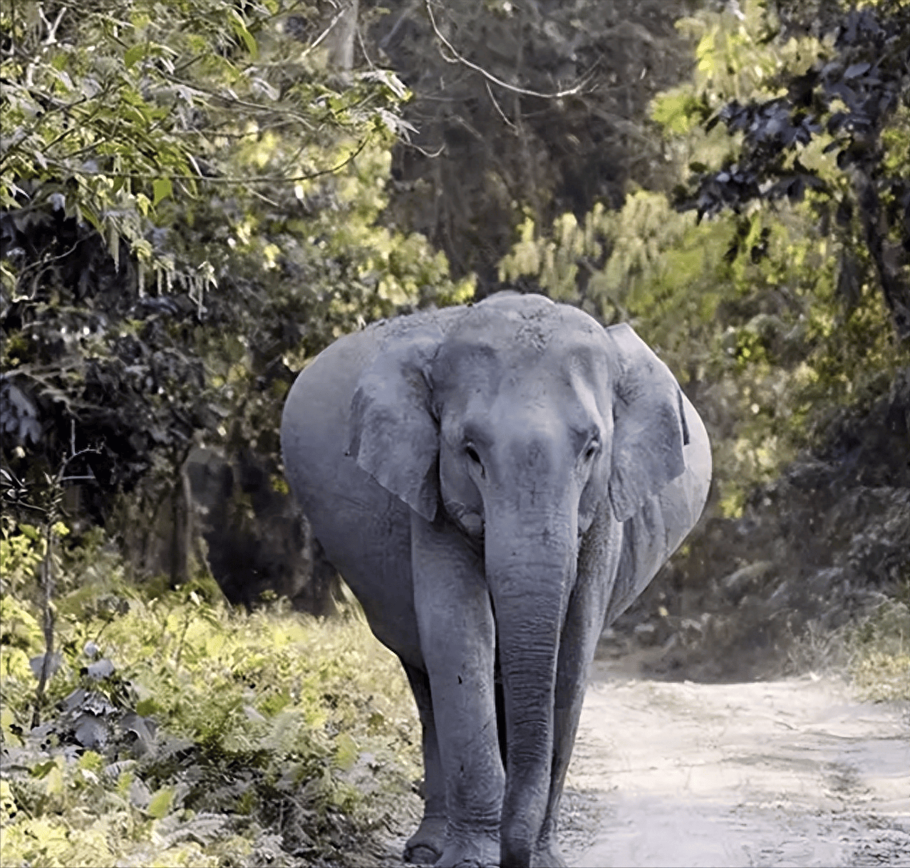 20张罕见的动物照片大象怀孕身体变形太大小象是在里面横着吗