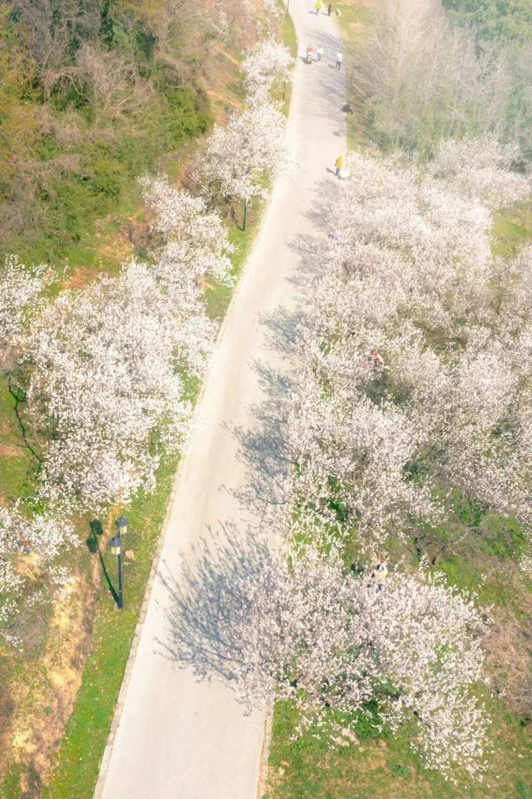 3月23日2024苏州花展上方山百花节上方山国家森林公园开幕