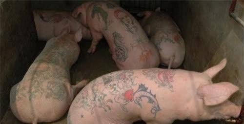 原创比利时小伙给活猪纹身猪皮被香奈儿制成限量版包轻松卖出50万