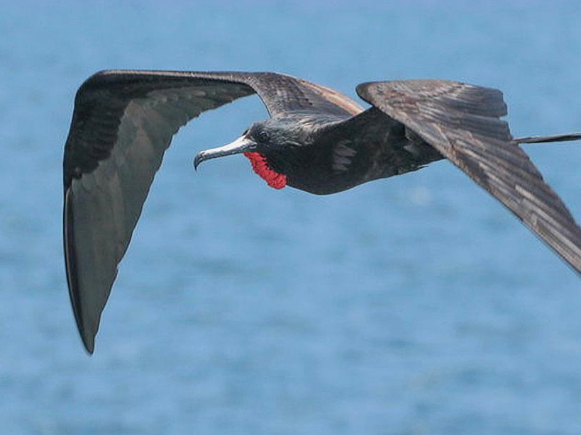 飞行速度最快的鸟,飞飞停停半年可绕地球一周,捕猎本领却很差劲_食物_