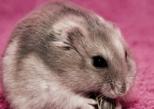 很多人喜欢宠物这几种宠物最适合学生党喂养了