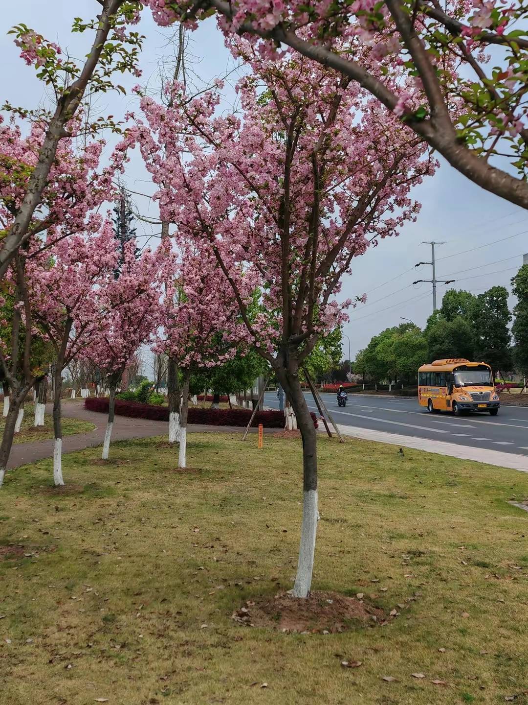 桃花绽放公路边,别样风景不一般_自贡_大安区_妇幼保健院