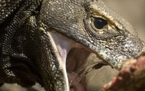 原创世界上最大的蜥蜴科莫多龙