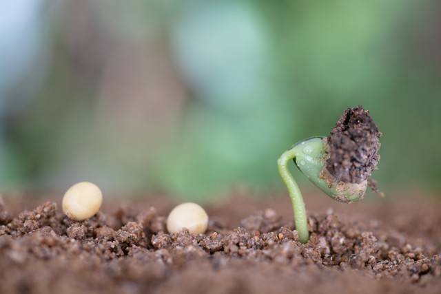 原创思维导图画作文统编五下二单元读后感王欣然安的种子读后感