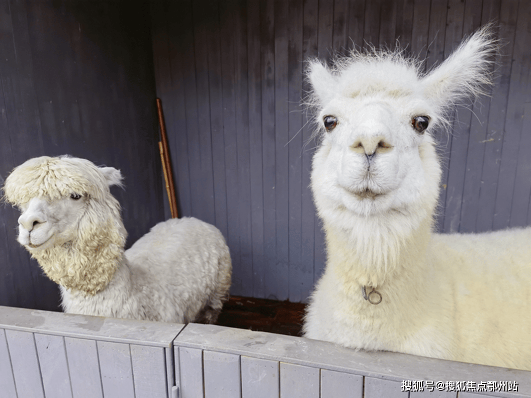 云上草原云山境楼盘详情安吉云山境价格户型安吉云山境欢迎您